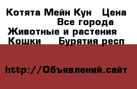 Котята Мейн Кун › Цена ­ 15 000 - Все города Животные и растения » Кошки   . Бурятия респ.